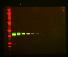 Multiplex Western blot image of LI-COR dye 680 and IR dye 800